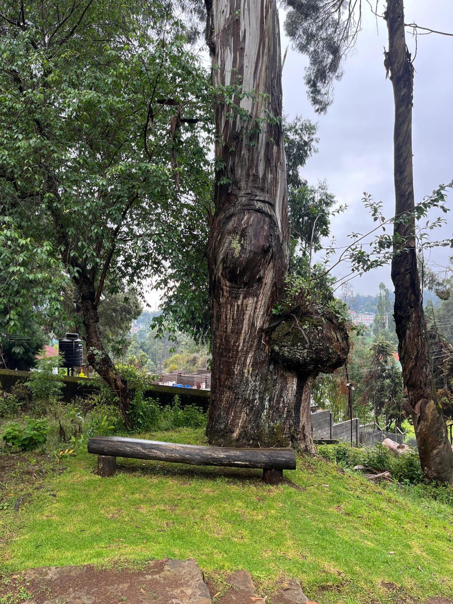 Springdale Villa Кодайканал Экстерьер фото
